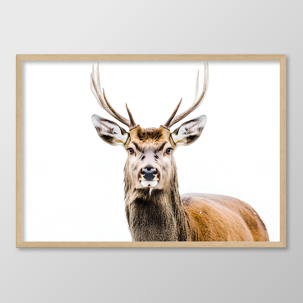 Stag