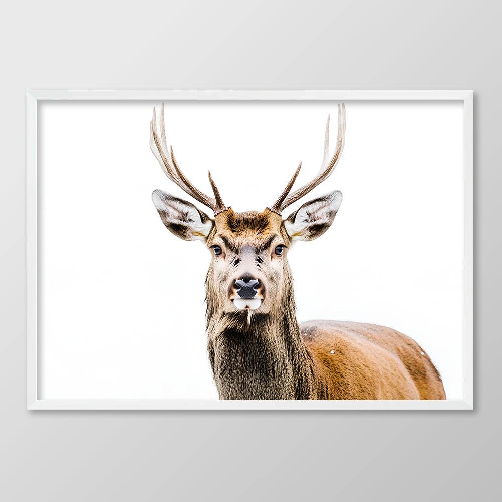 Stag