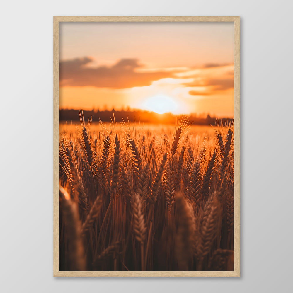 Sunrise Wheat