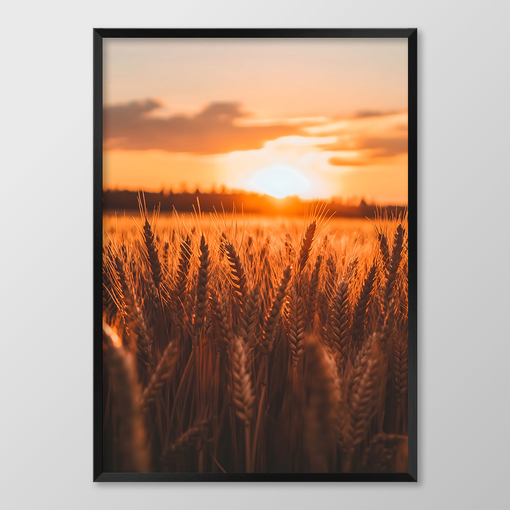 Sunrise Wheat