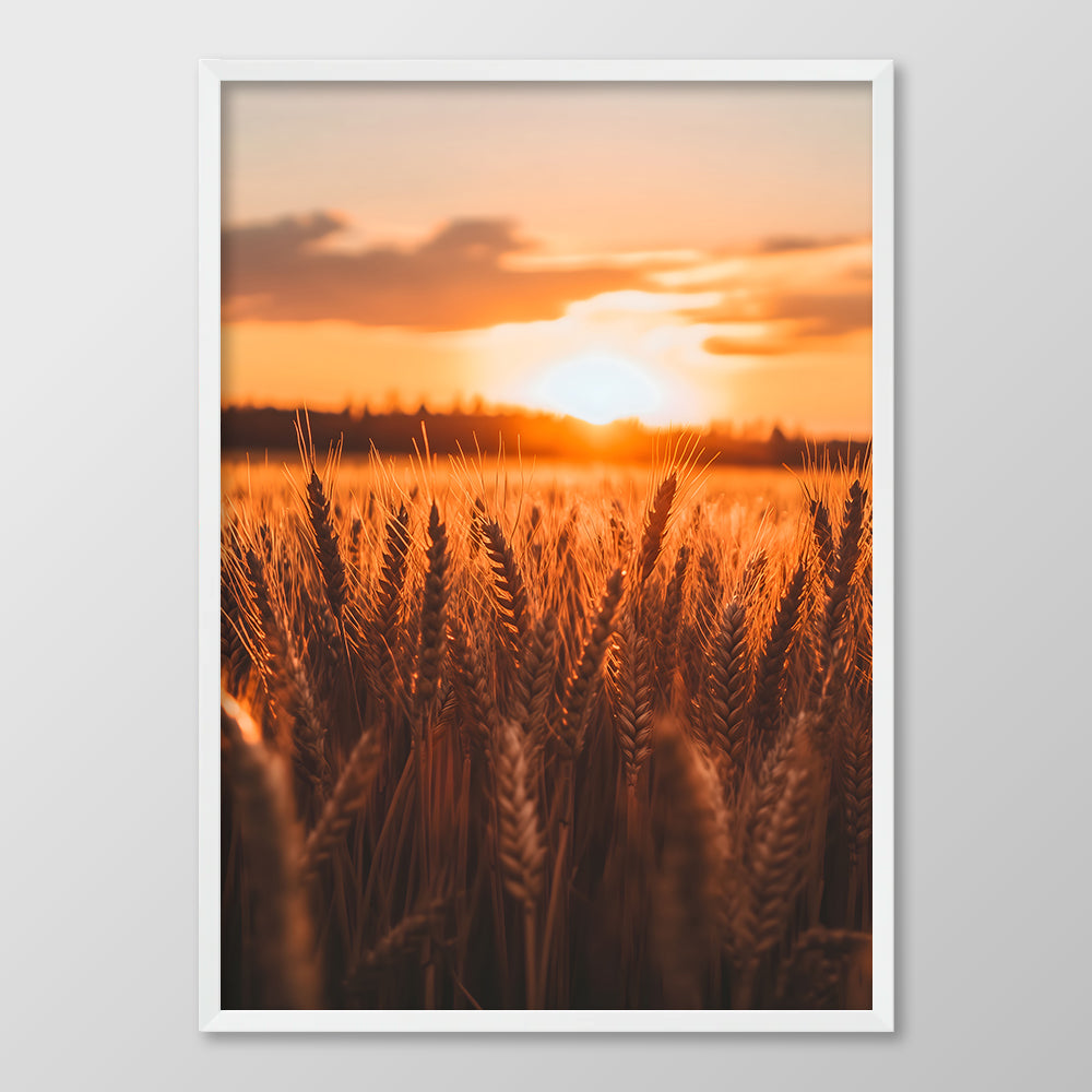 Sunrise Wheat
