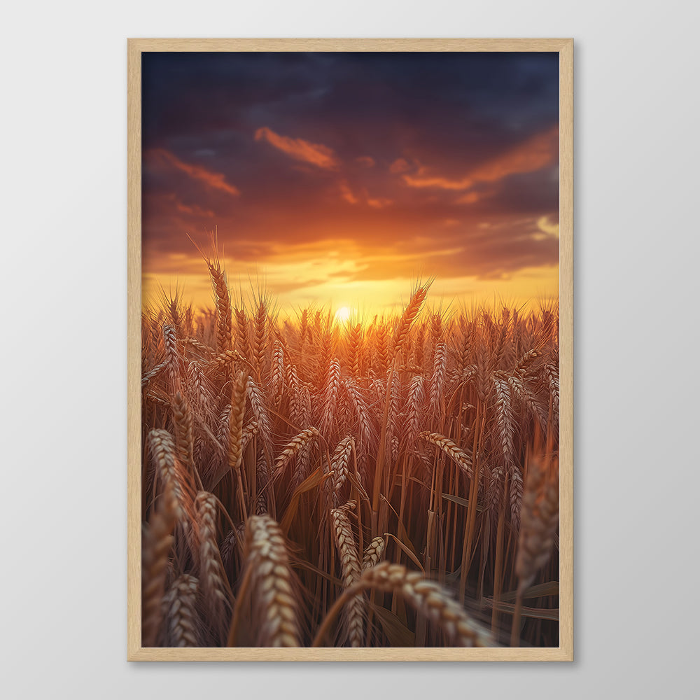 Sunset Wheat