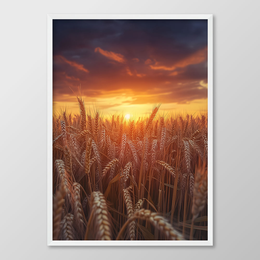 Sunset Wheat