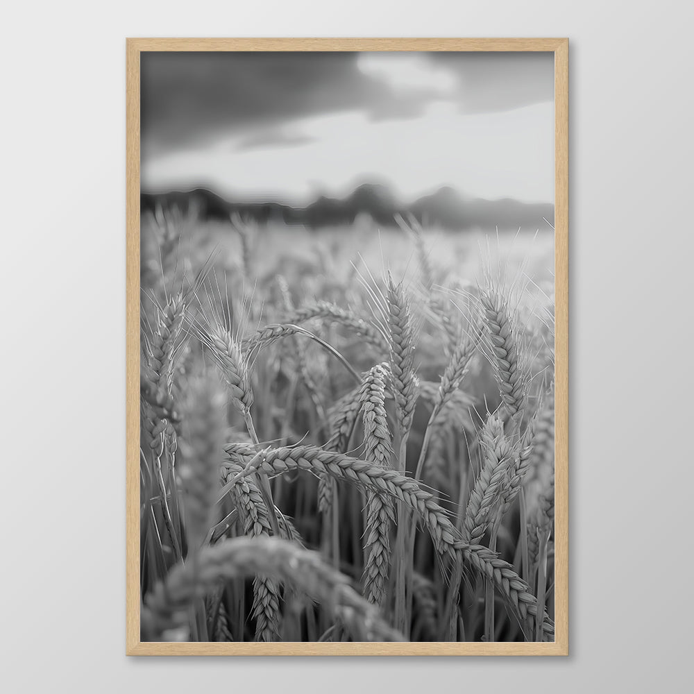 Field of Wheat Black & White