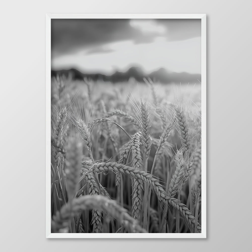 Field of Wheat Black & White