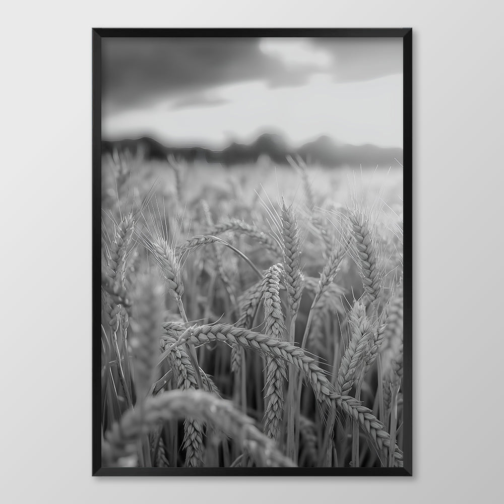 Field of Wheat Black & White