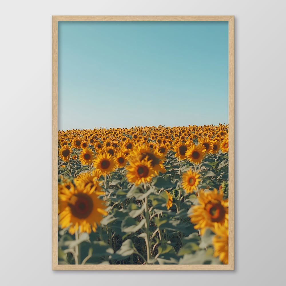 Sunflower Dream