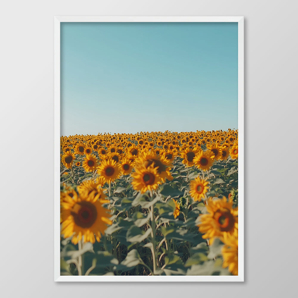 Sunflower Dream