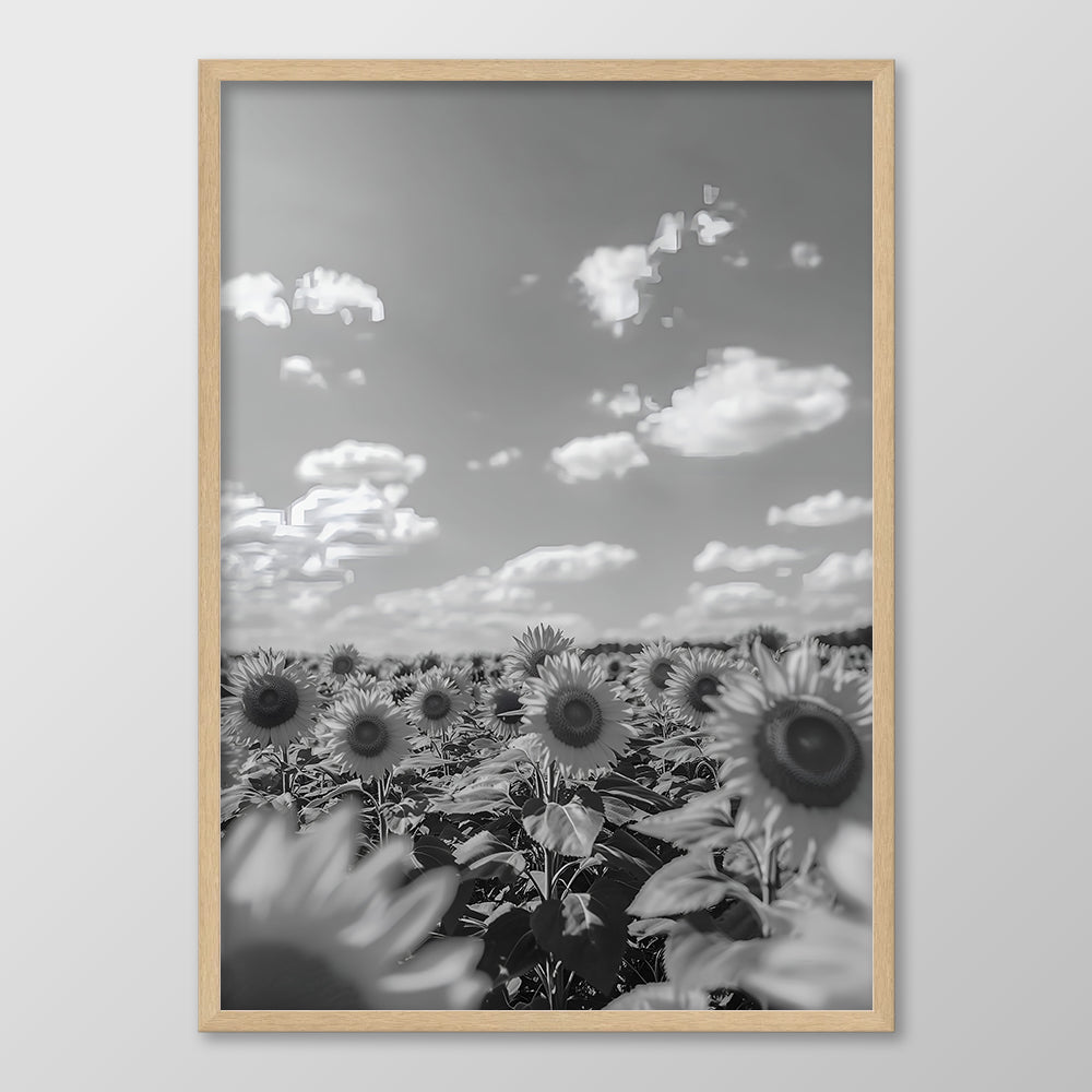 Sunflower Sea Black & White