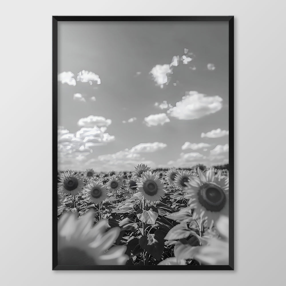 Sunflower Sea Black & White
