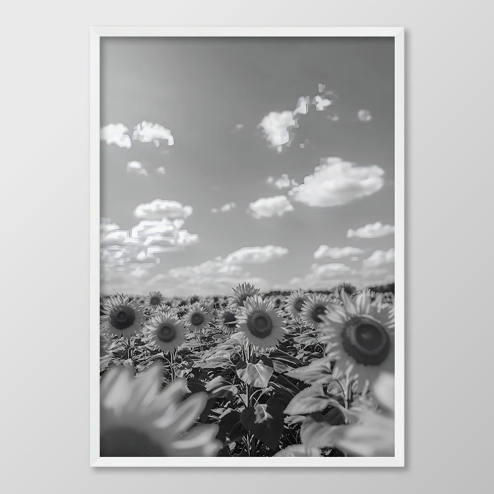 Sunflower Sea Black & White