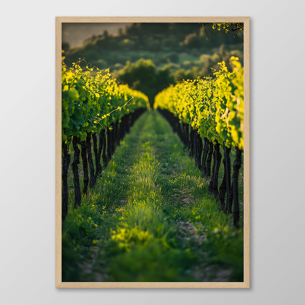 Vineyard Rows