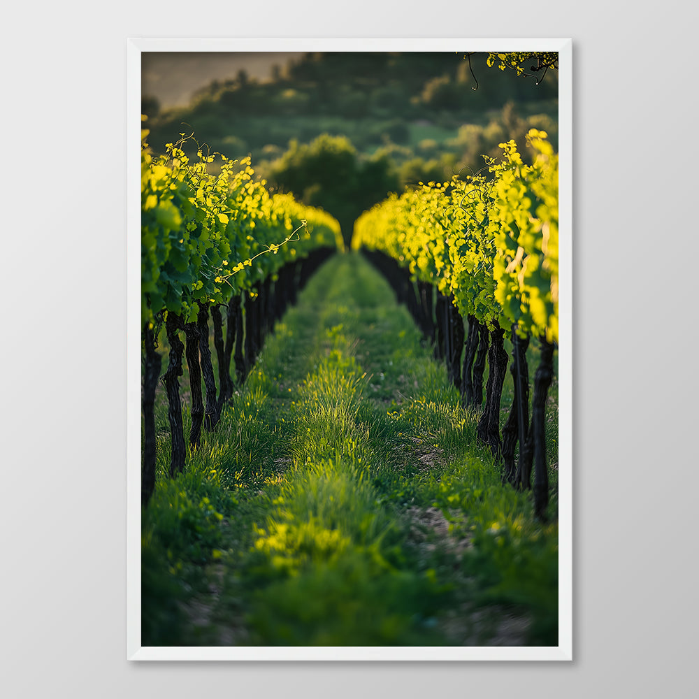 Vineyard Rows