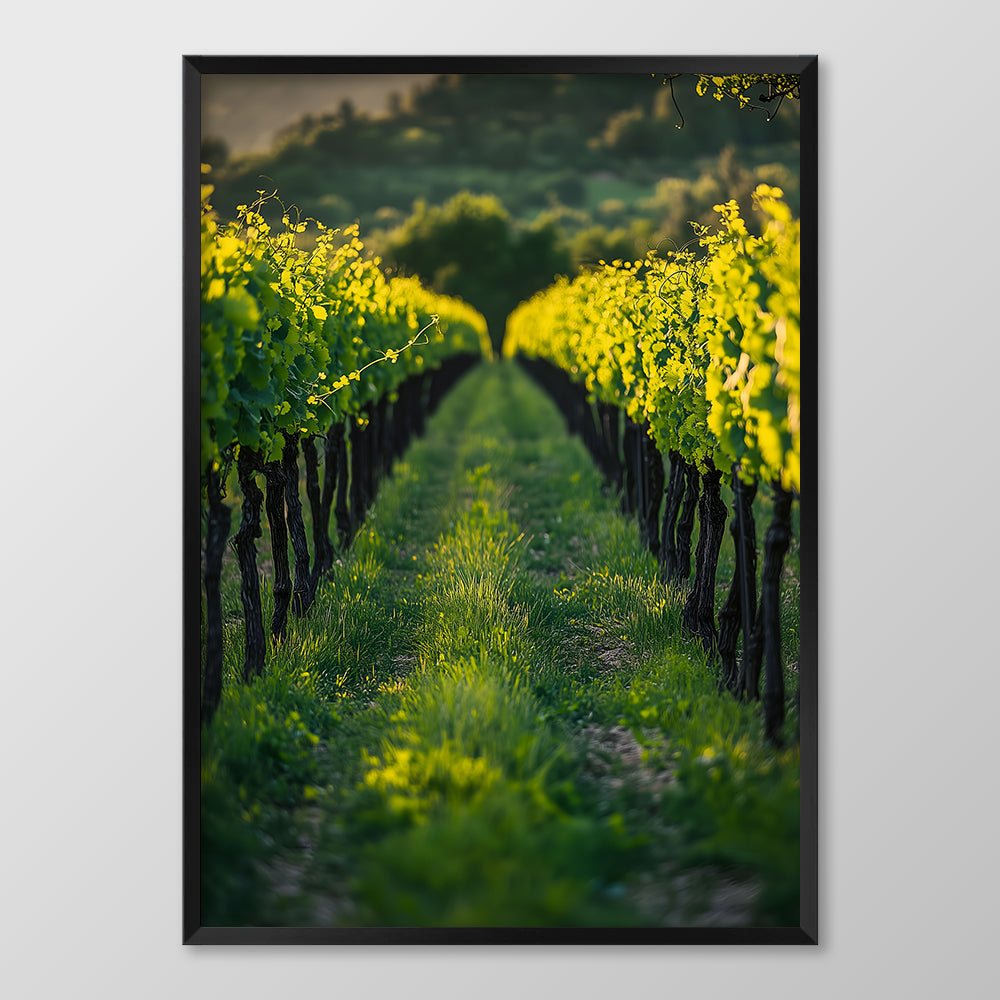 Vineyard Rows