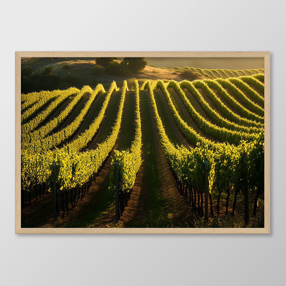 Sunset Vineyard