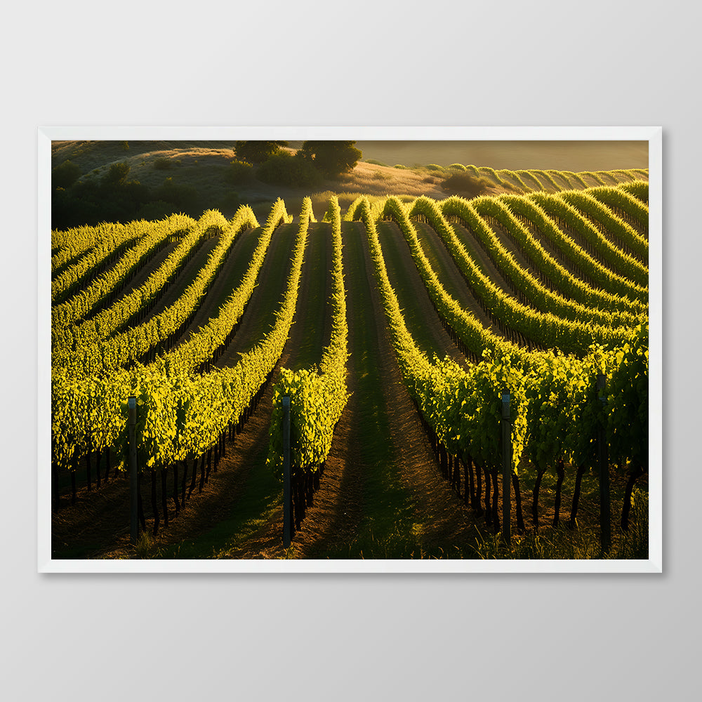 Sunset Vineyard