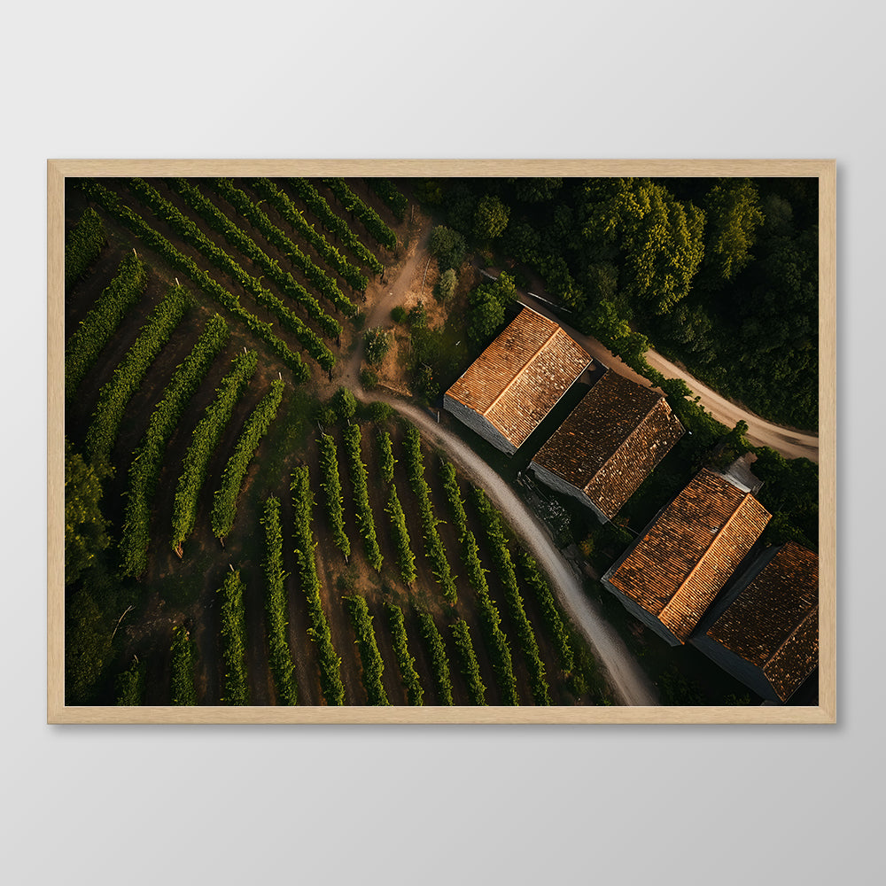 Spanish Vineyard