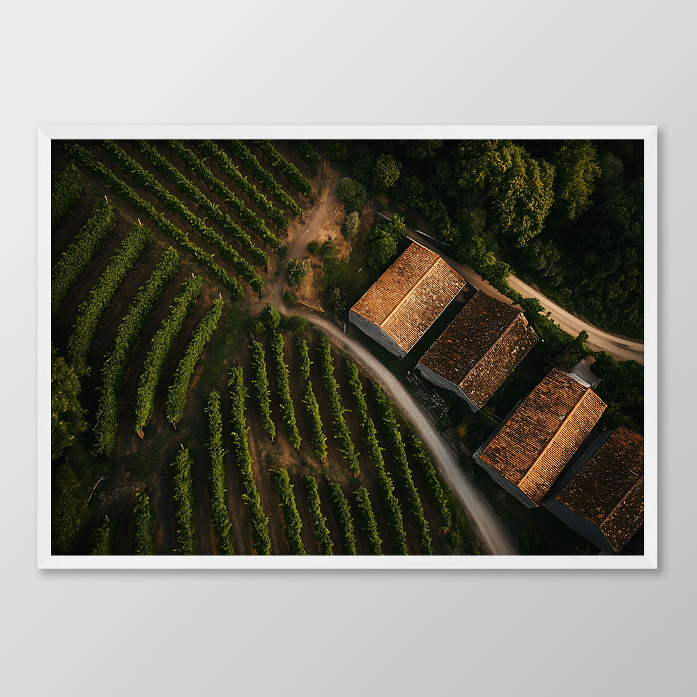 Spanish Vineyard