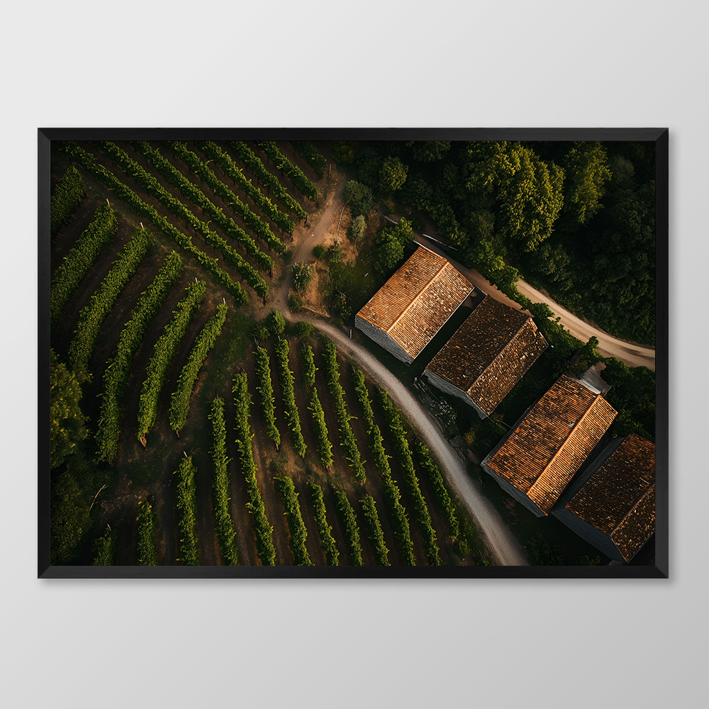 Spanish Vineyard