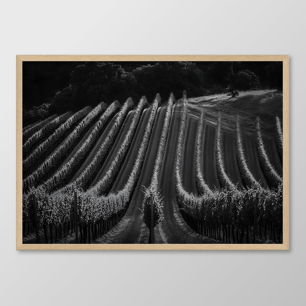 Vineyard Rows Black & White
