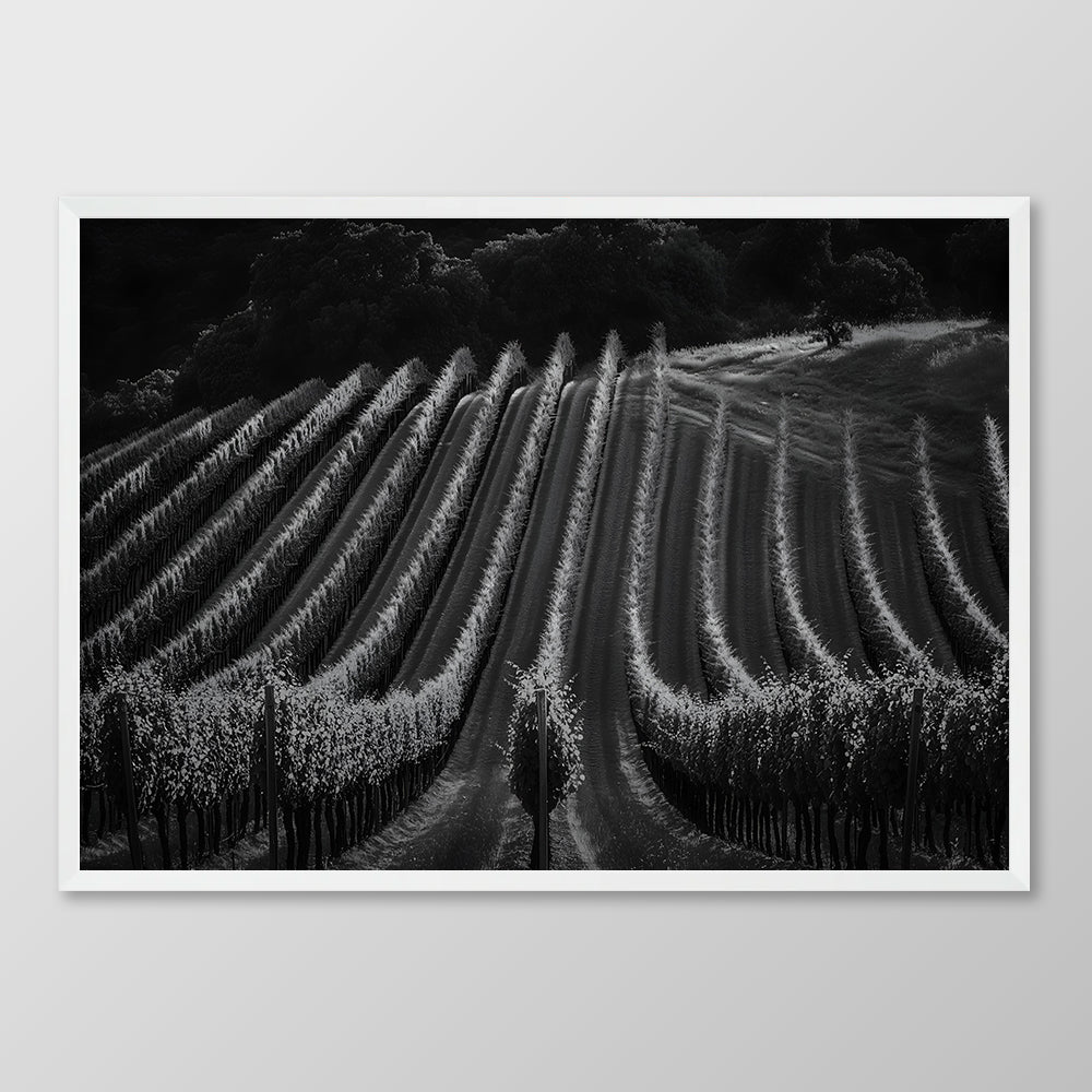 Vineyard Rows Black & White