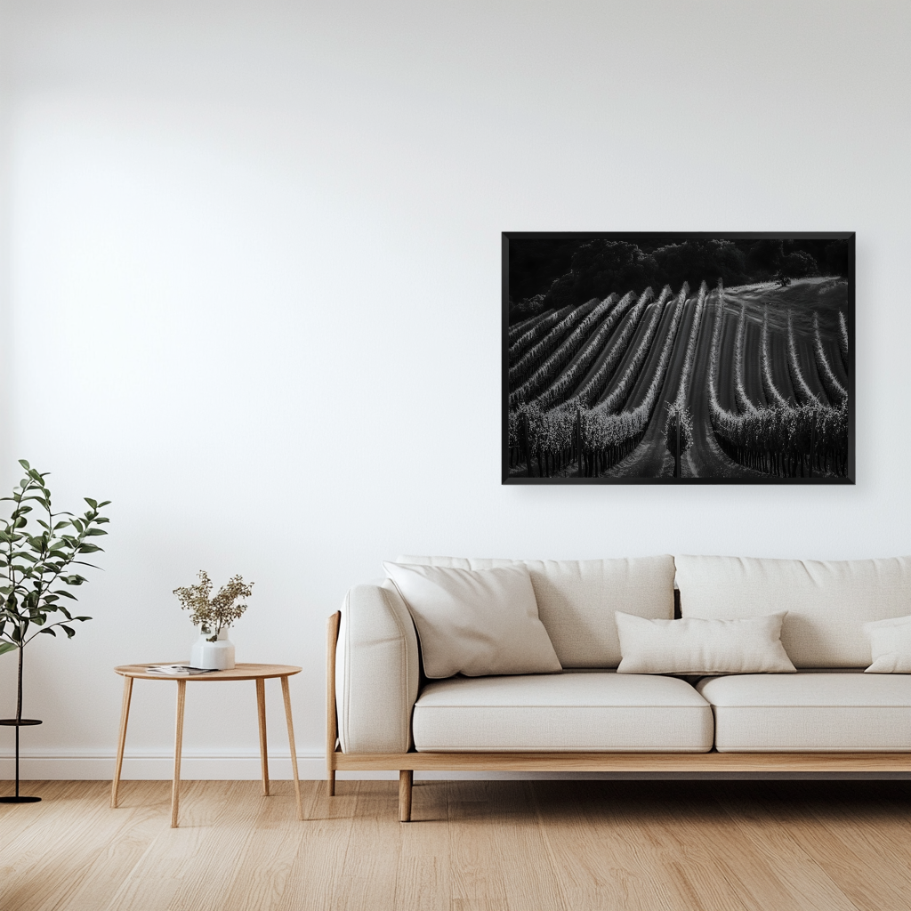 Vineyard Rows Black & White